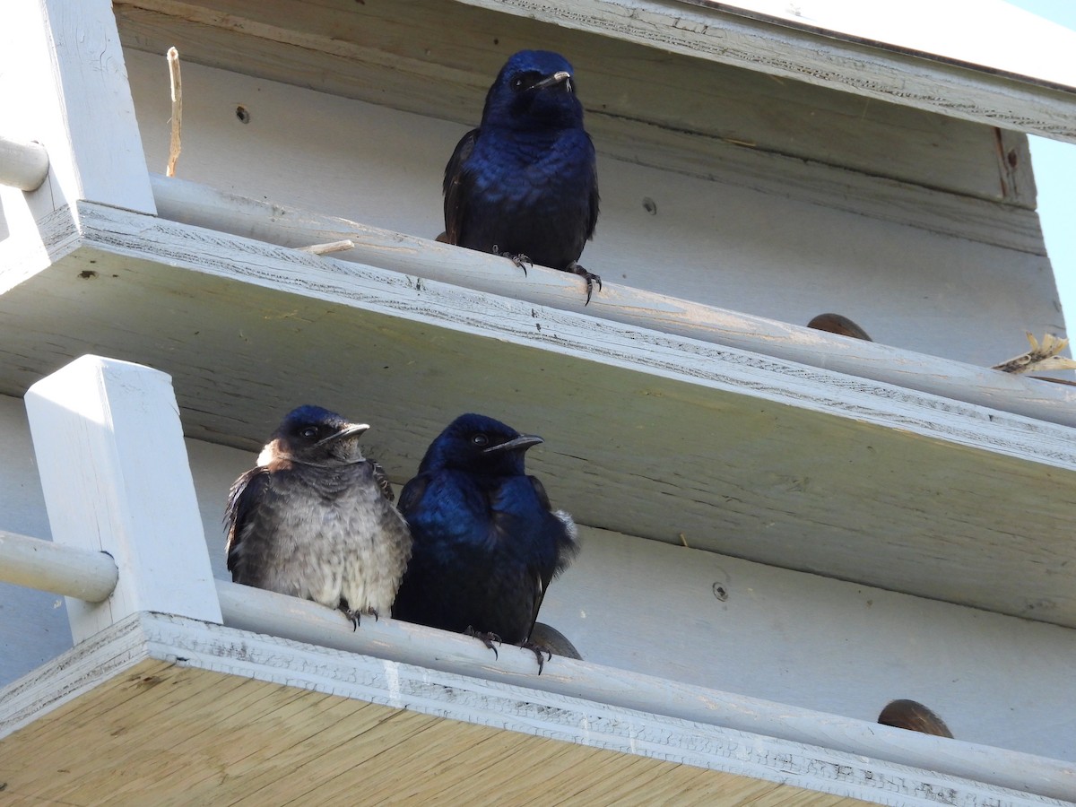 Purple Martin - Gerard Nachtegaele