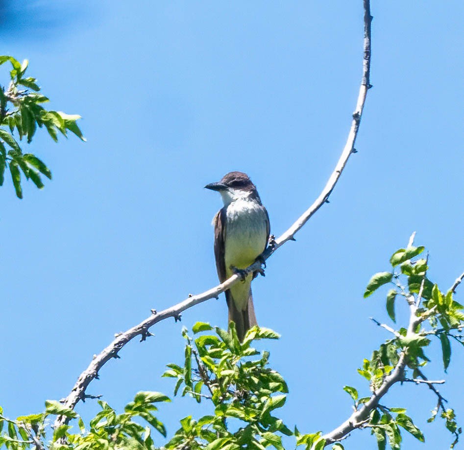 Thick-billed Kingbird - Eric Bodker