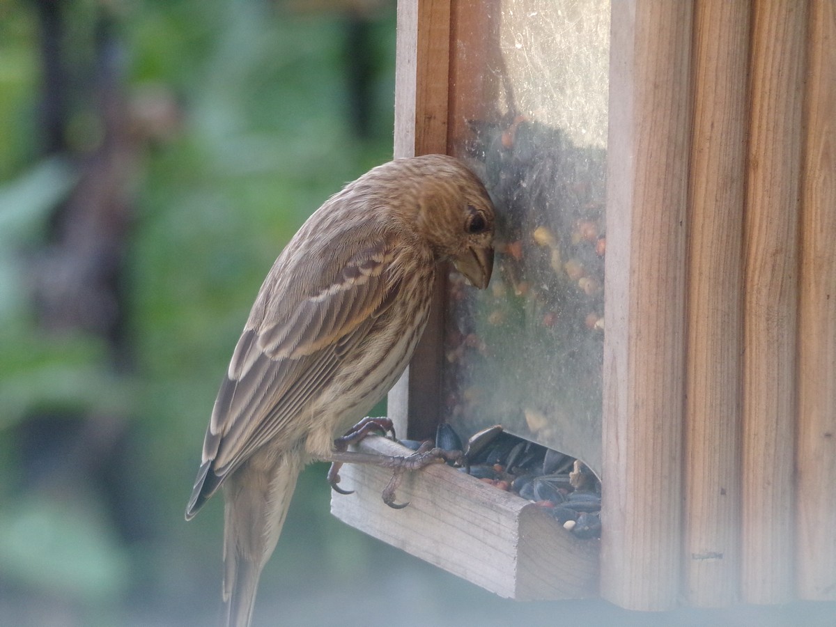 House Finch - Texas Bird Family