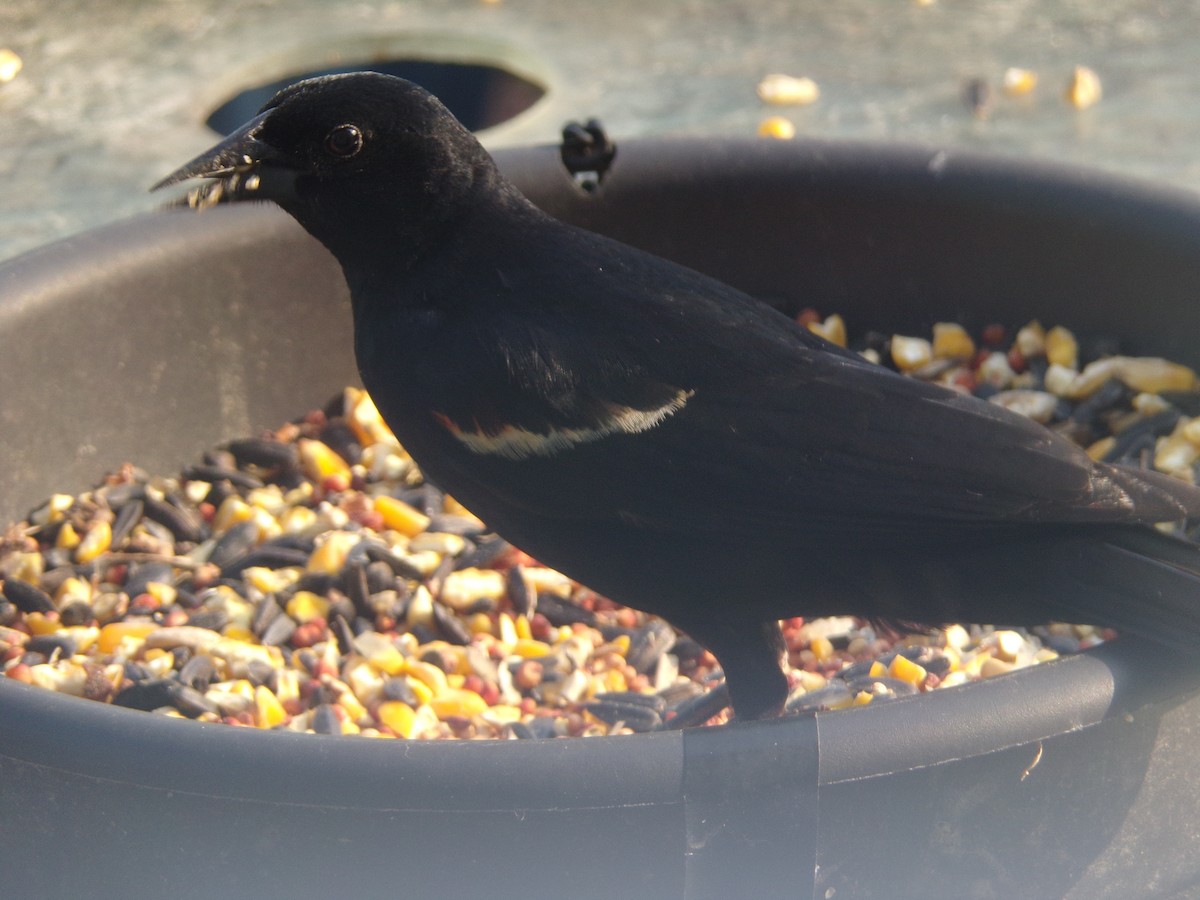 Red-winged Blackbird - Texas Bird Family