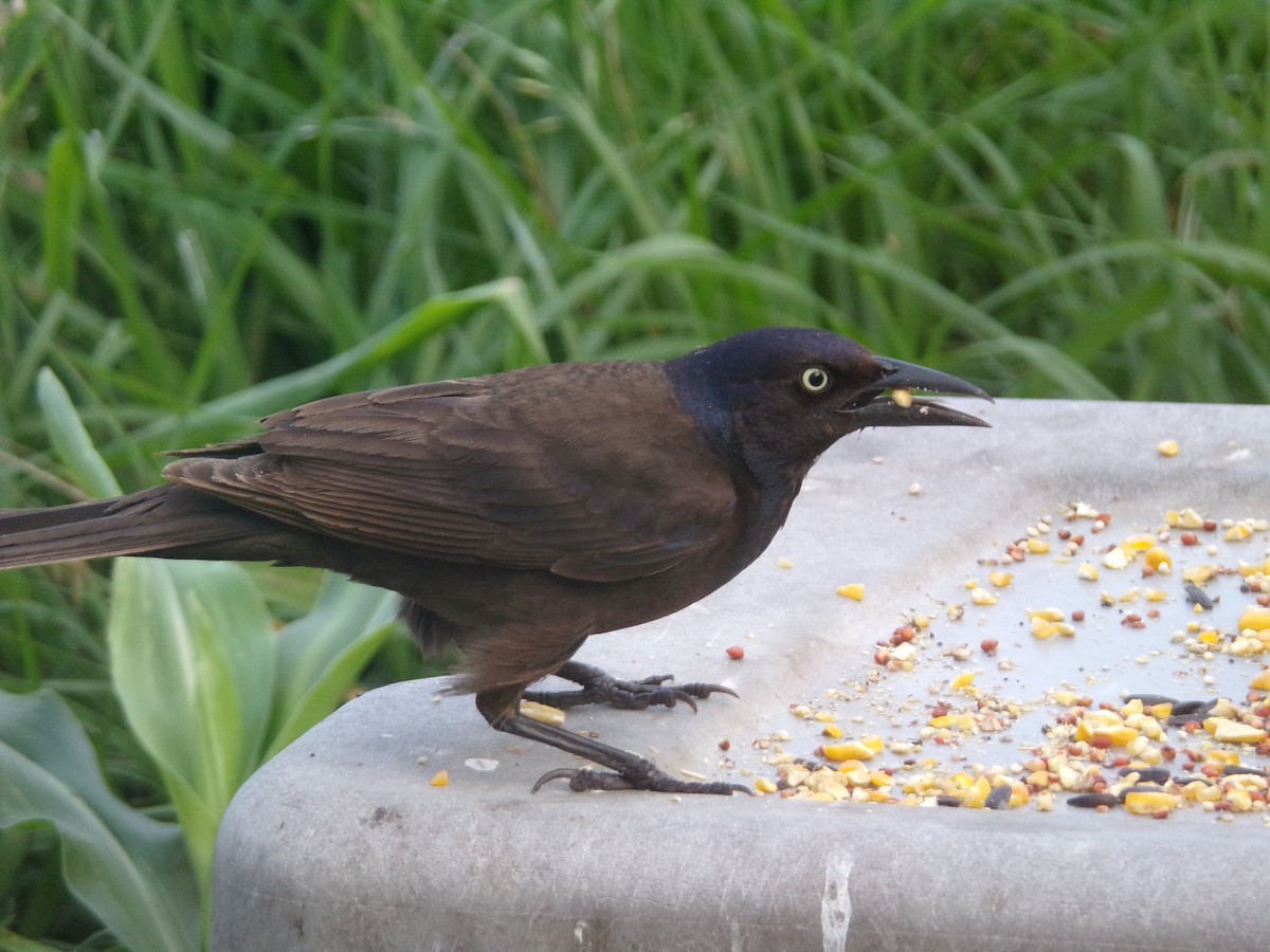 Common Grackle - Texas Bird Family