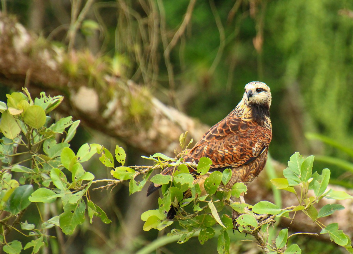 Black-collared Hawk - Mónica Thurman