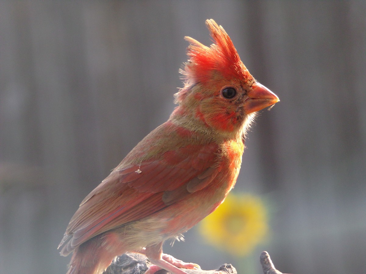 Northern Cardinal - Texas Bird Family