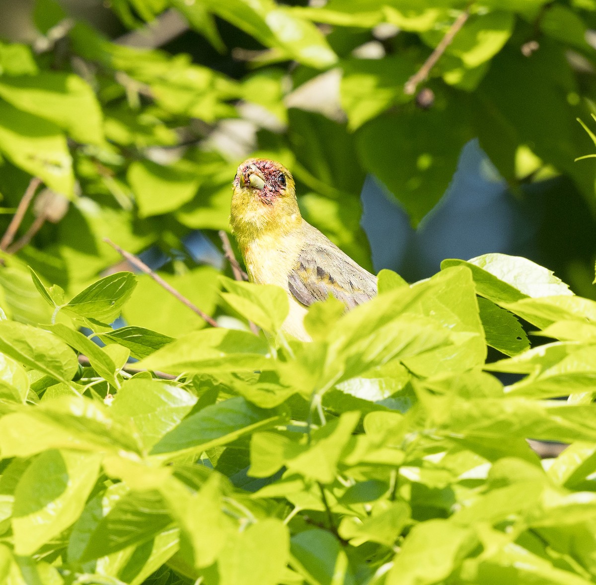 Orchard Oriole - Kim  Garrison