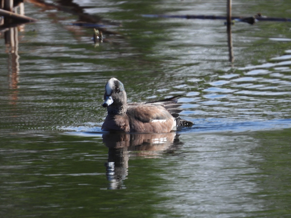 American Wigeon - Gerard Nachtegaele