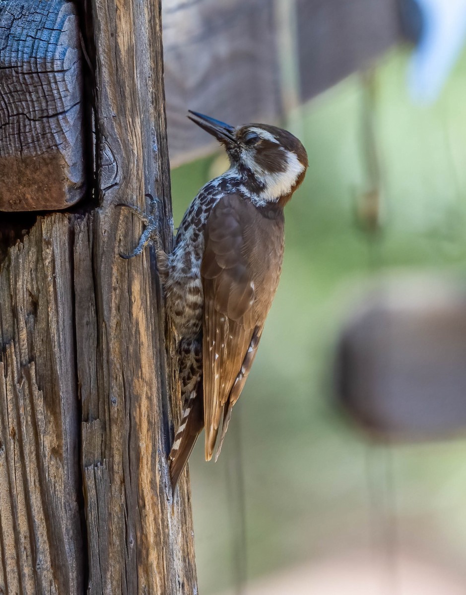 Arizona Woodpecker - Eric Bodker