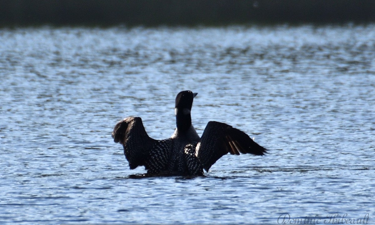 Common Loon - Dominic Thibeault