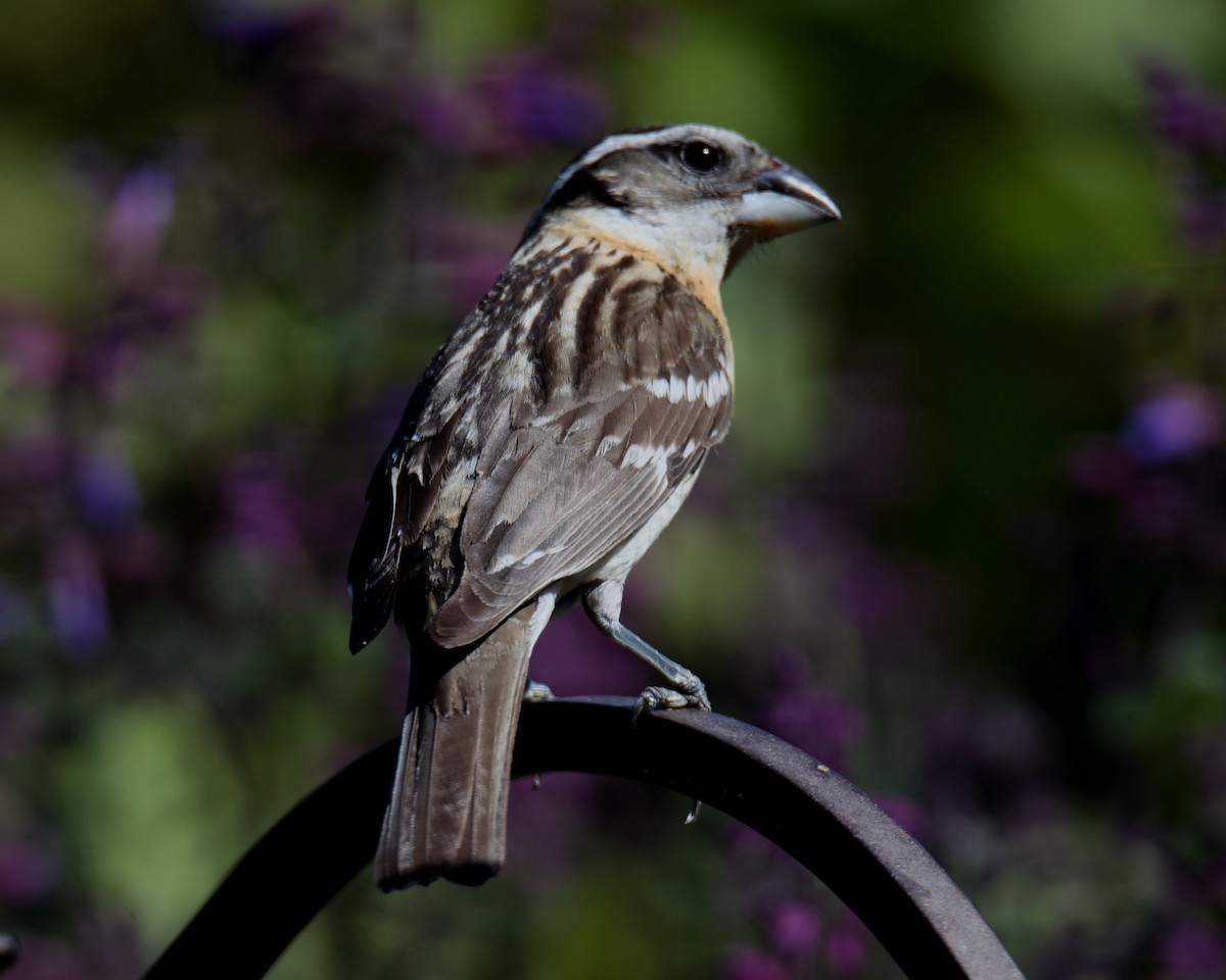 Black-headed Grosbeak - Linda Dalton