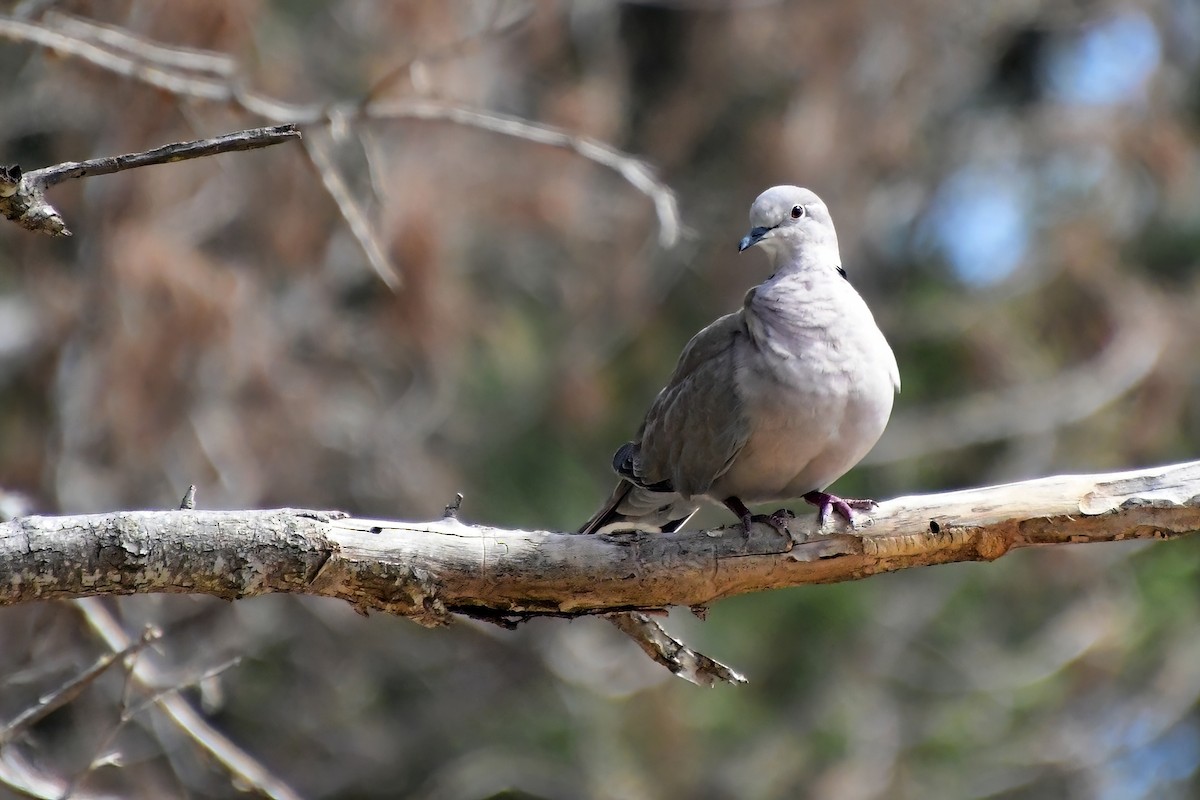 Eurasian Collared-Dove - Eileen Gibney