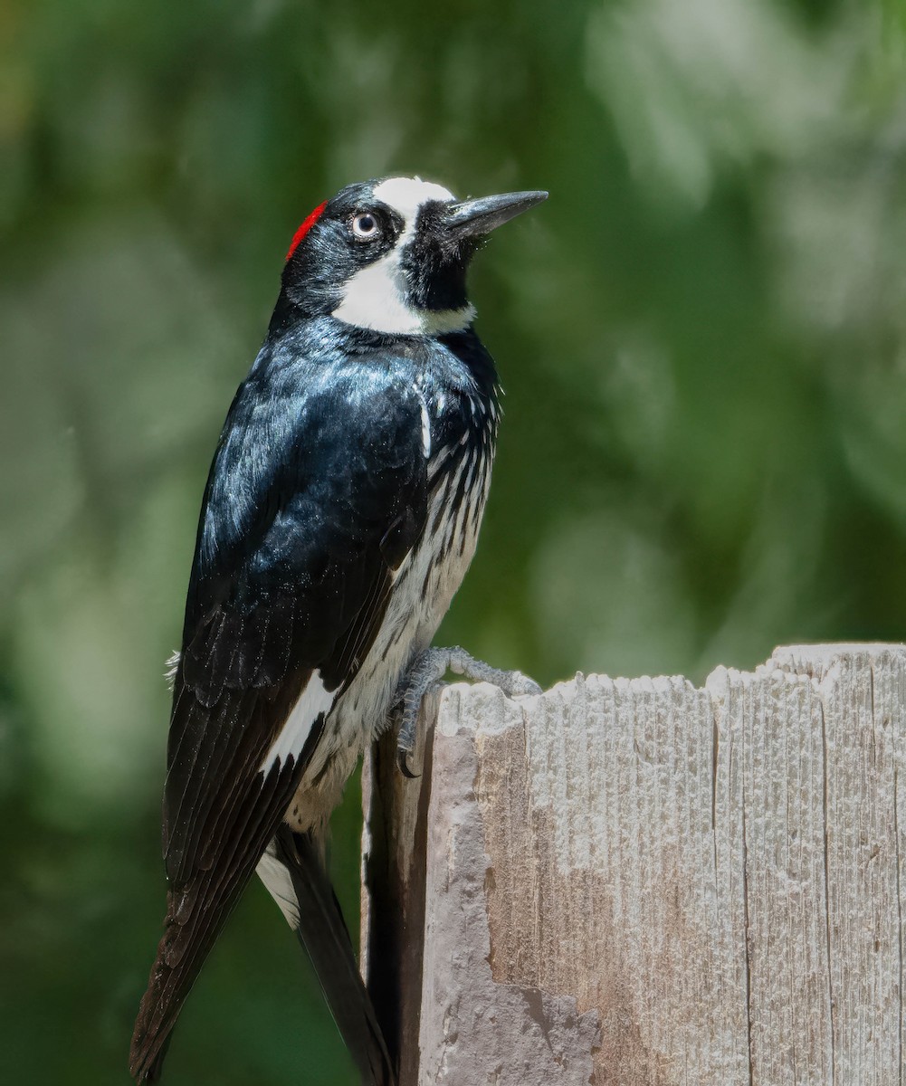 Acorn Woodpecker - Howard Cox