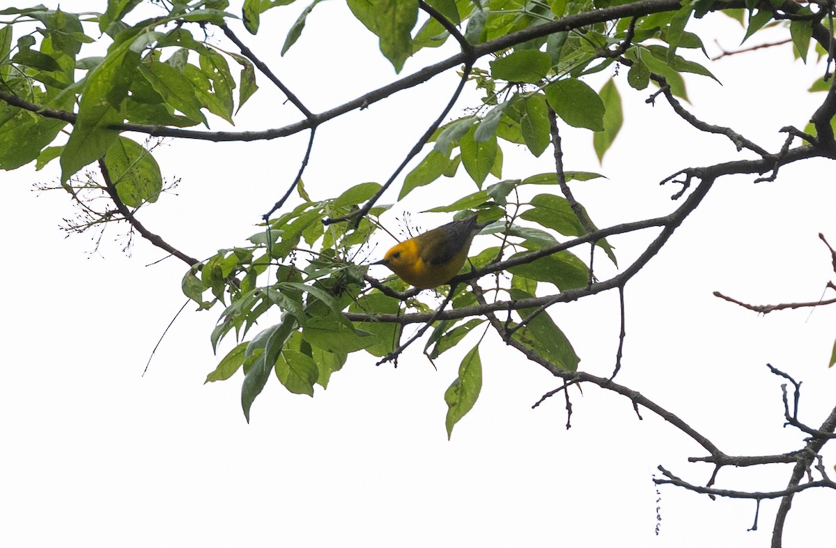 Prothonotary Warbler - James Lowenthal