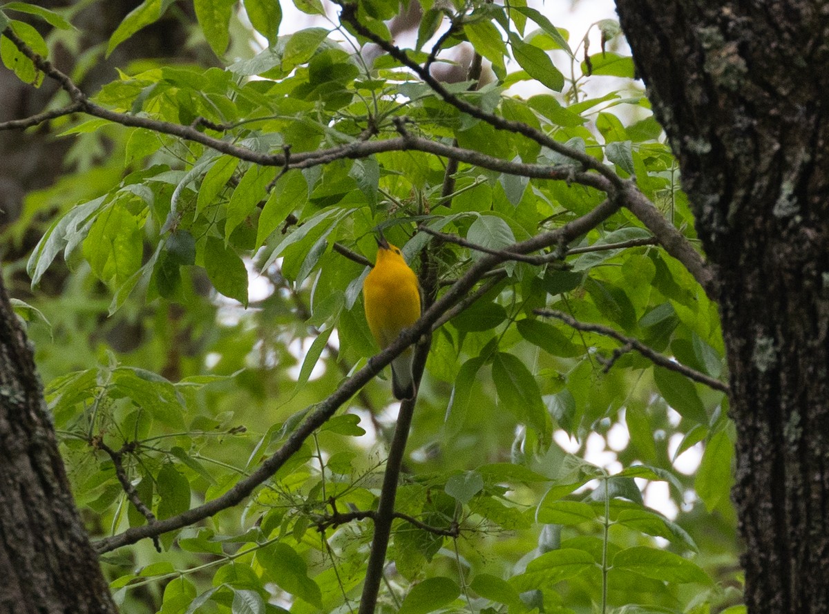 Prothonotary Warbler - James Lowenthal