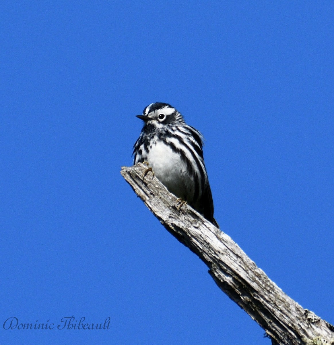 Black-and-white Warbler - Dominic Thibeault