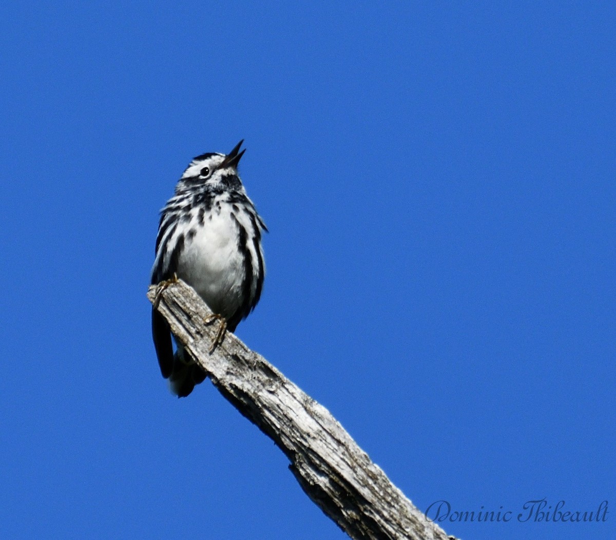 Black-and-white Warbler - Dominic Thibeault