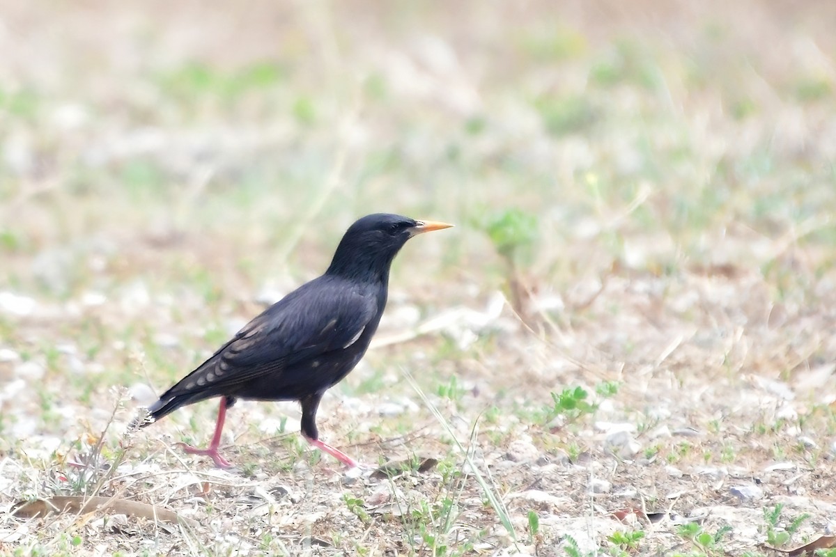 Spotless Starling - Eileen Gibney