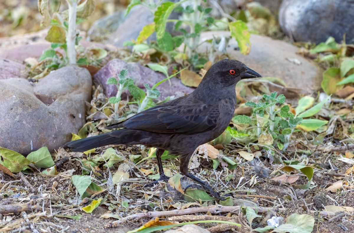 Bronzed Cowbird - Eric Bodker