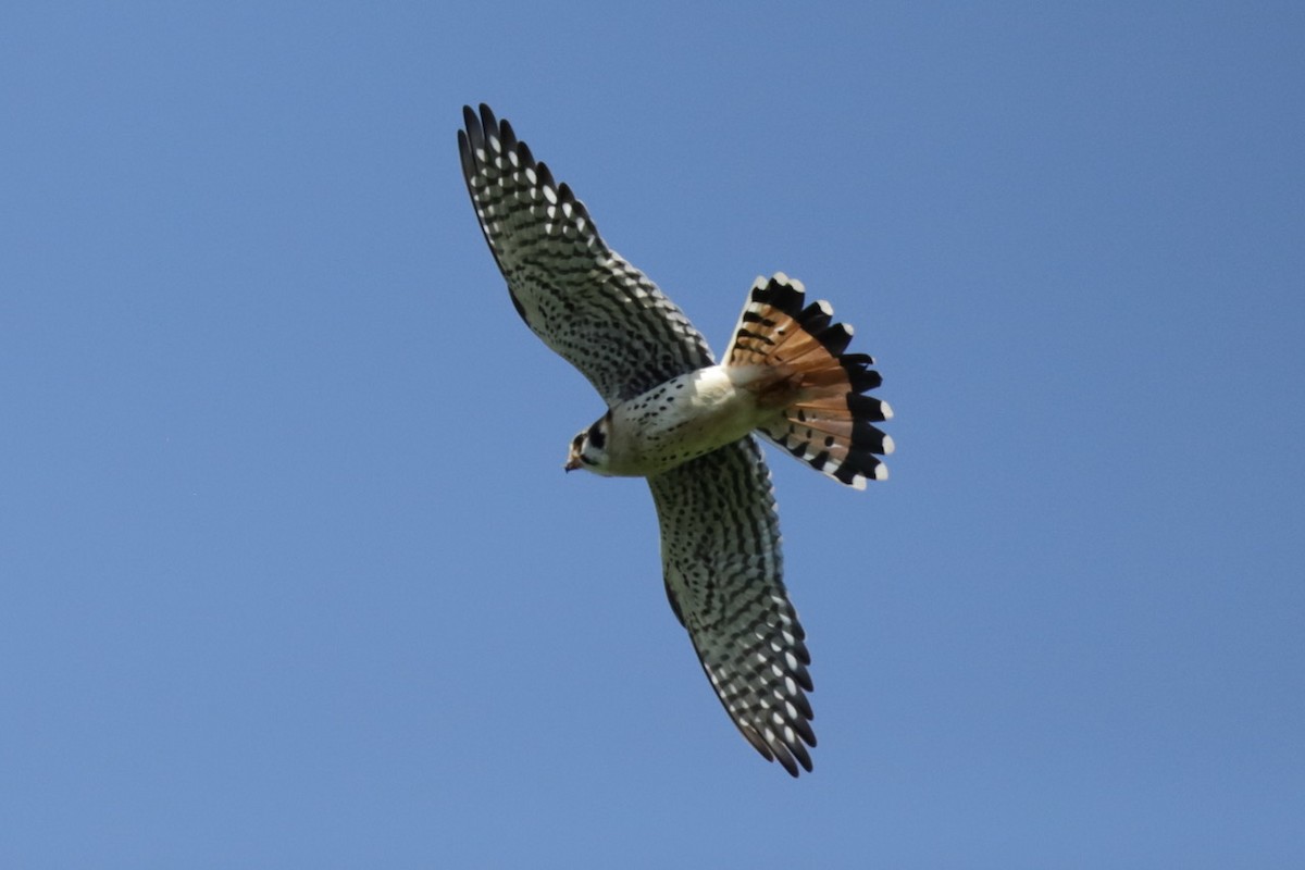 American Kestrel - Steve McNamara