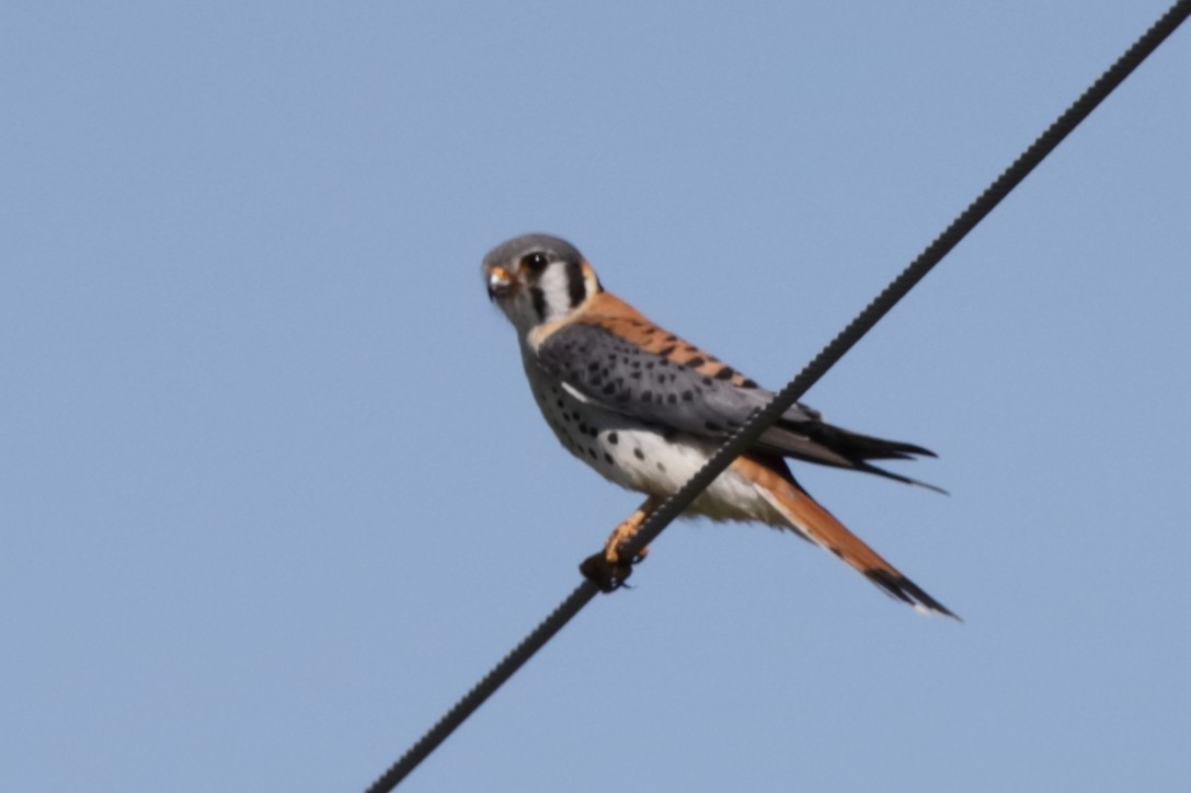 American Kestrel - Steve McNamara