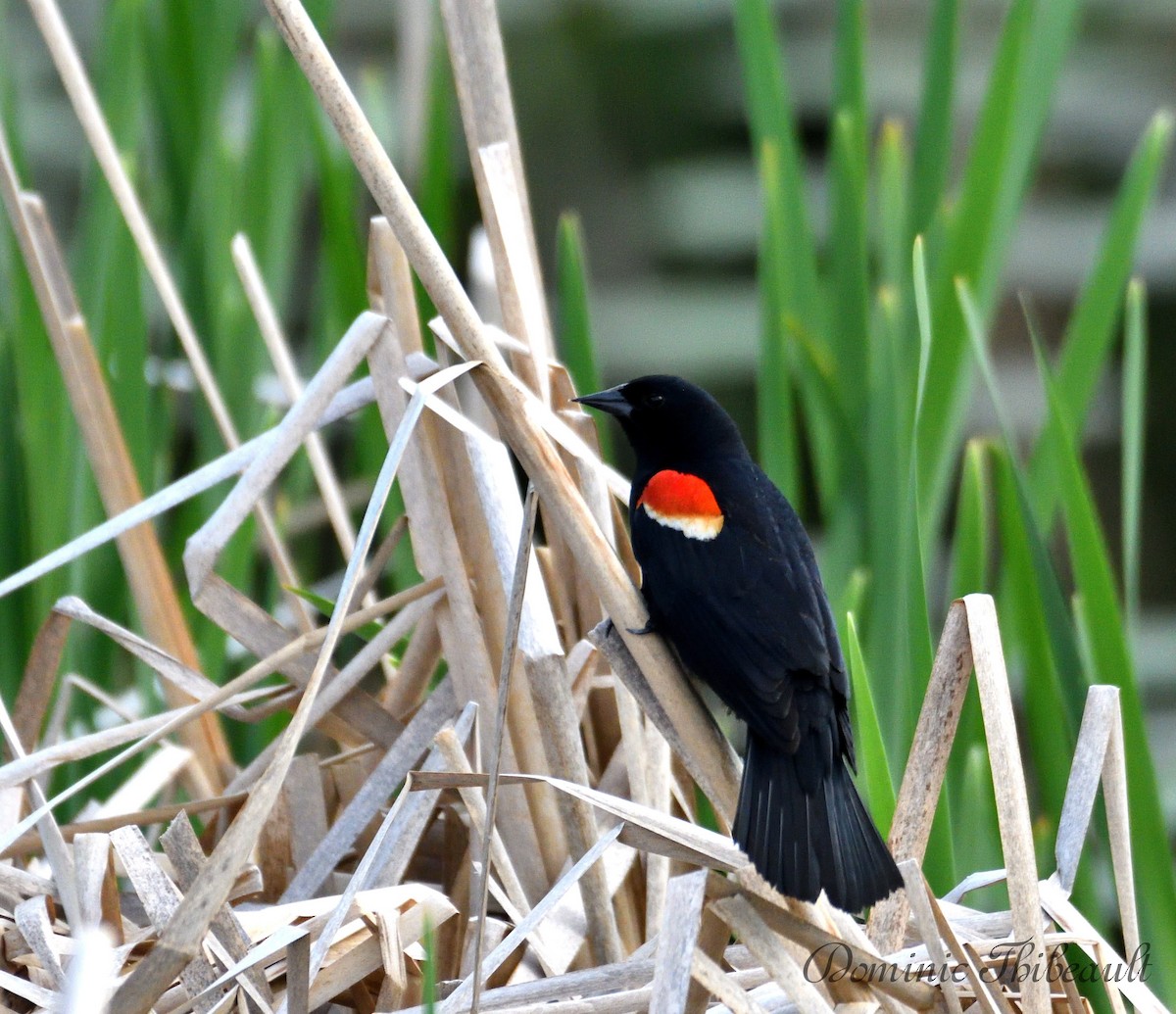 Red-winged Blackbird - Dominic Thibeault