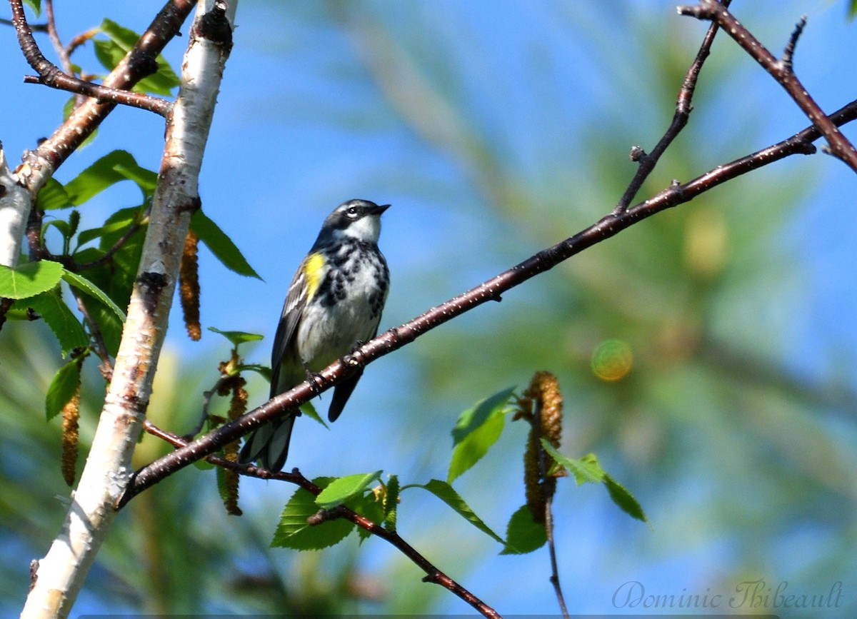 Yellow-rumped Warbler - Dominic Thibeault