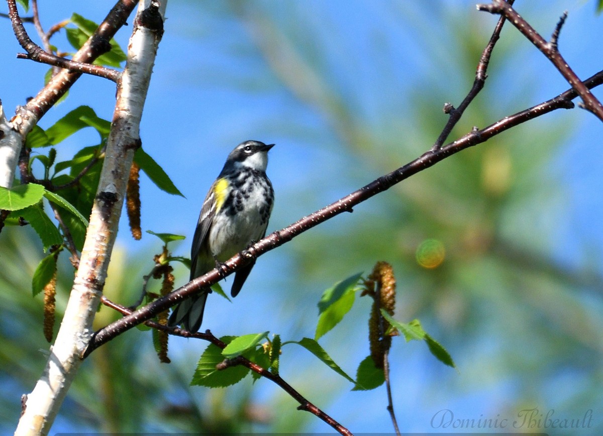 Yellow-rumped Warbler - ML619530249