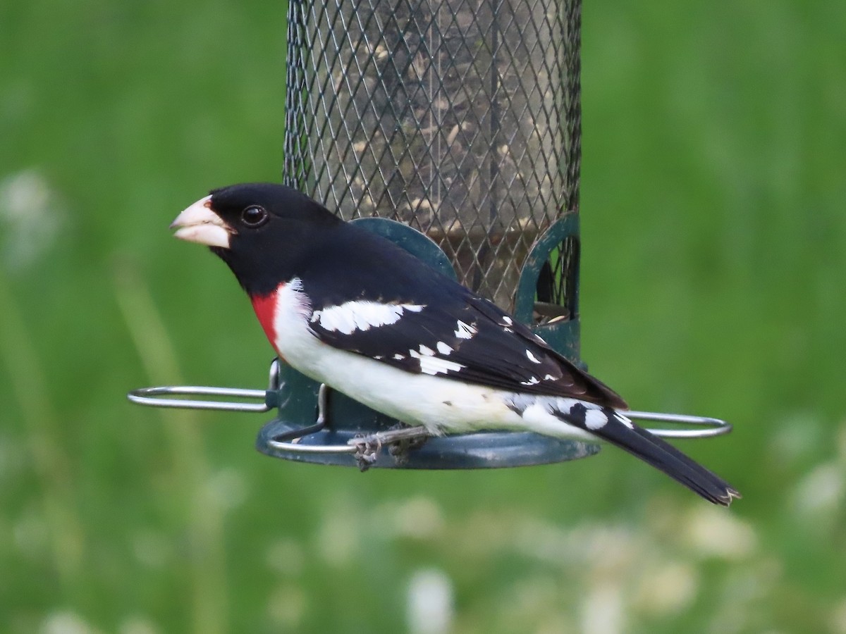 Rose-breasted Grosbeak - ML619530255