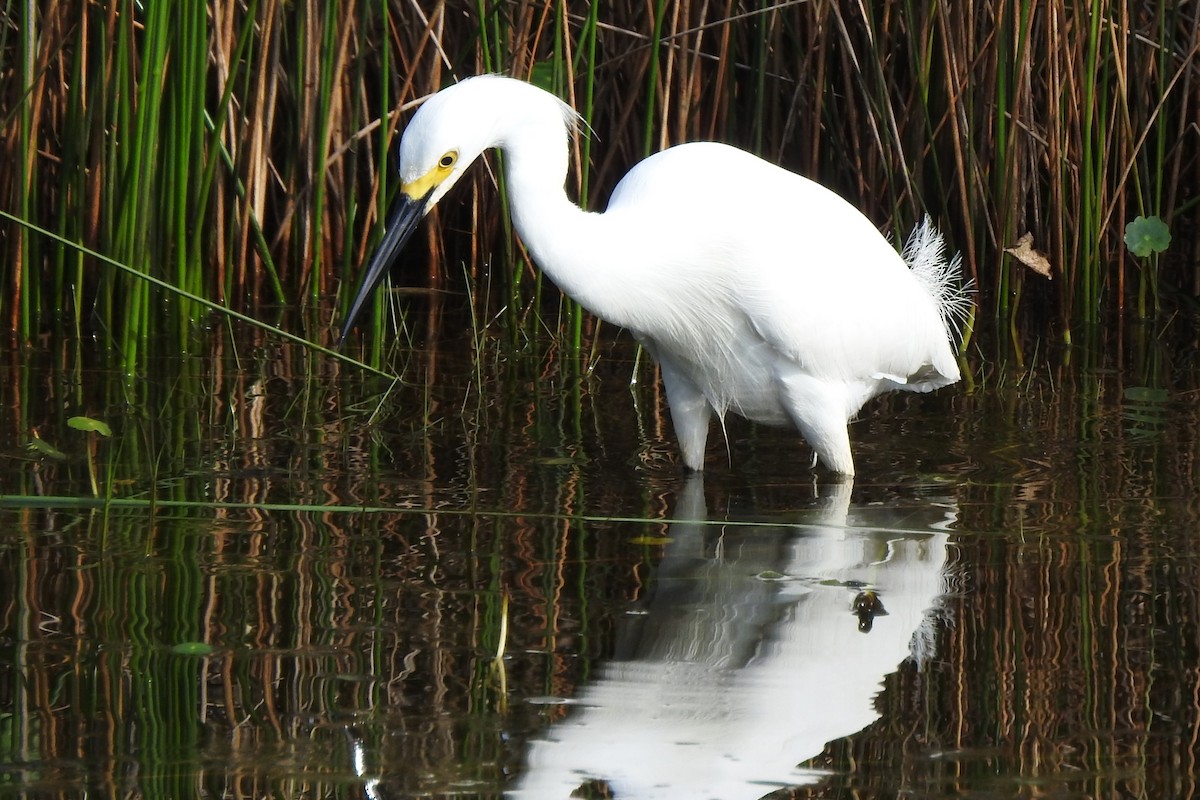 Snowy Egret - David  Clark