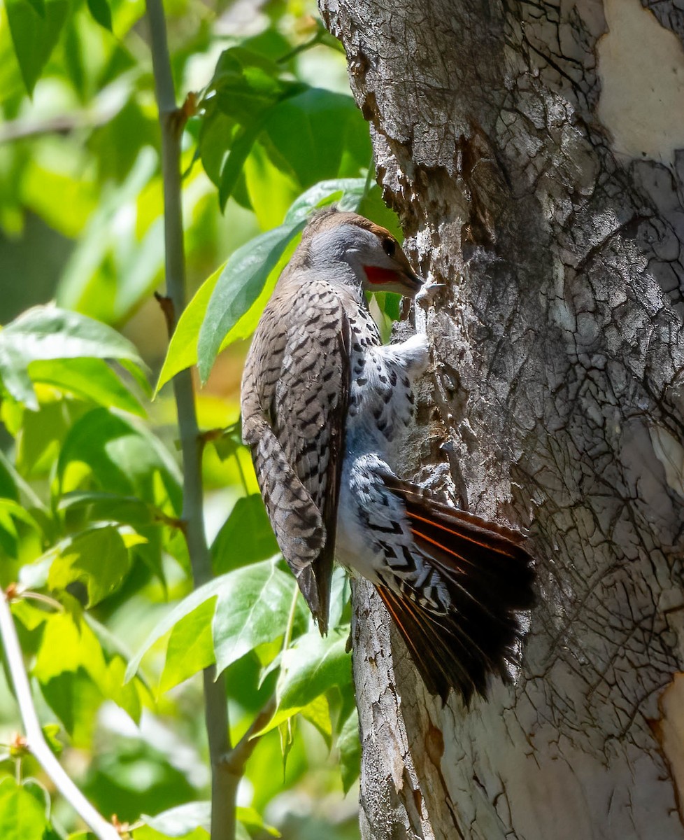 Northern Flicker - Eric Bodker