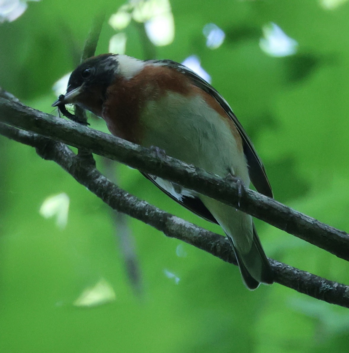 Bay-breasted Warbler - E J