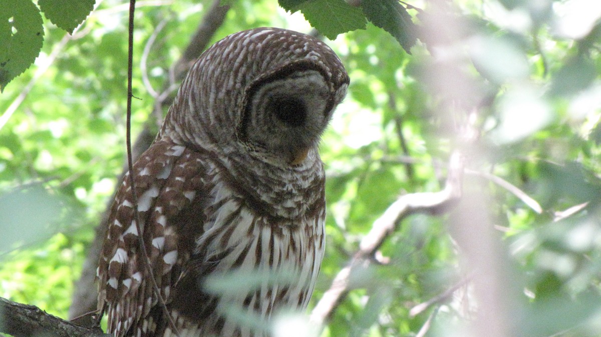 Barred Owl - Sheila Sawyer