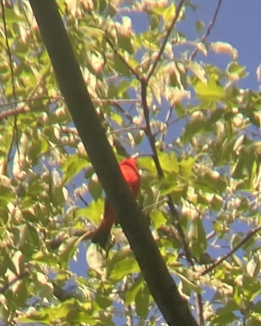 Scarlet Tanager - ML619530269