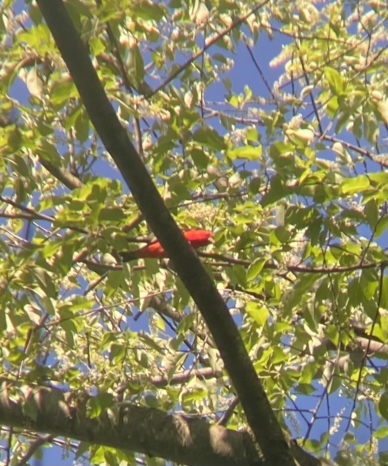 Scarlet Tanager - ML619530270