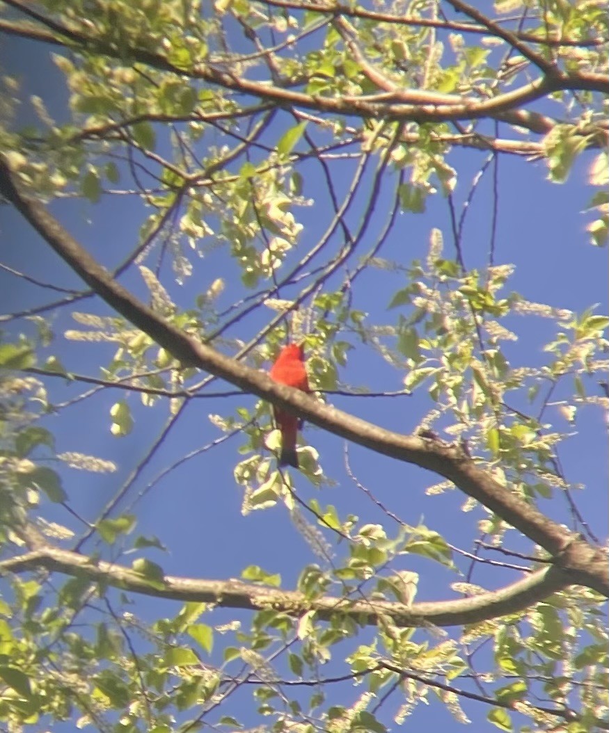 Scarlet Tanager - ML619530271