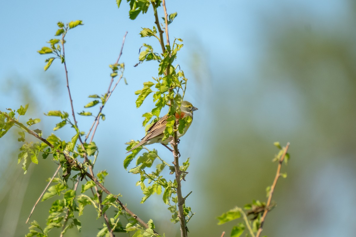 Dickcissel - Tyler Driver