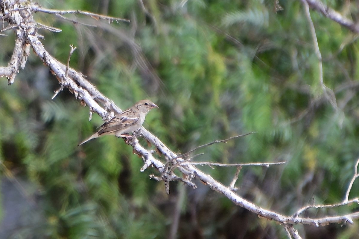 House Sparrow - Eileen Gibney