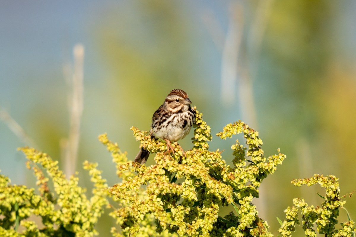 Song Sparrow - Tyler Driver