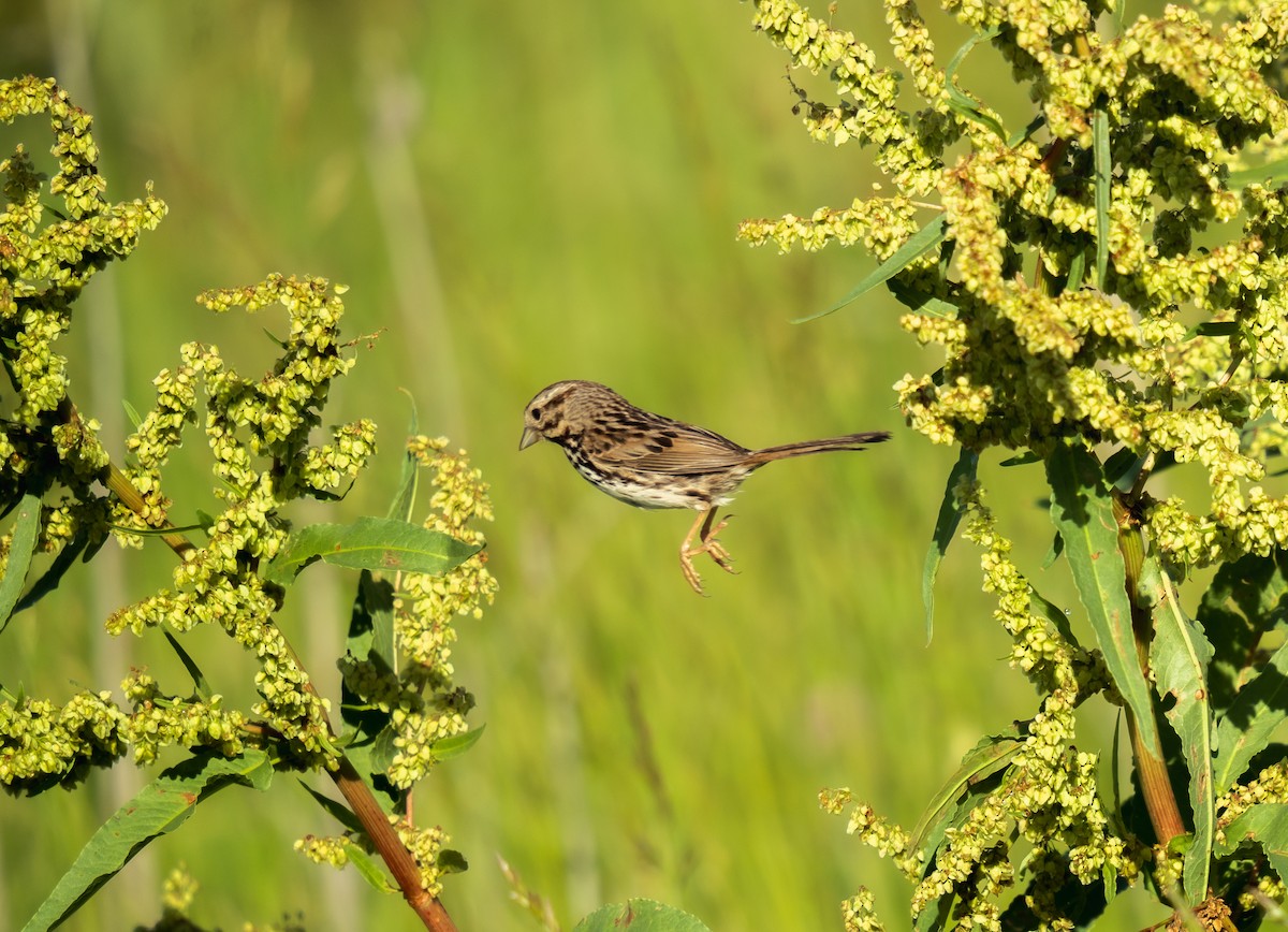 Song Sparrow - Tyler Driver