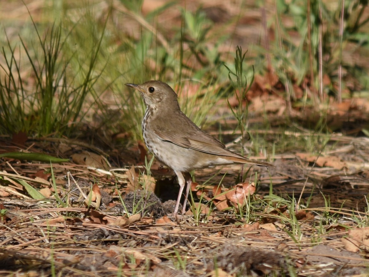 Hermit Thrush - Michael Smith