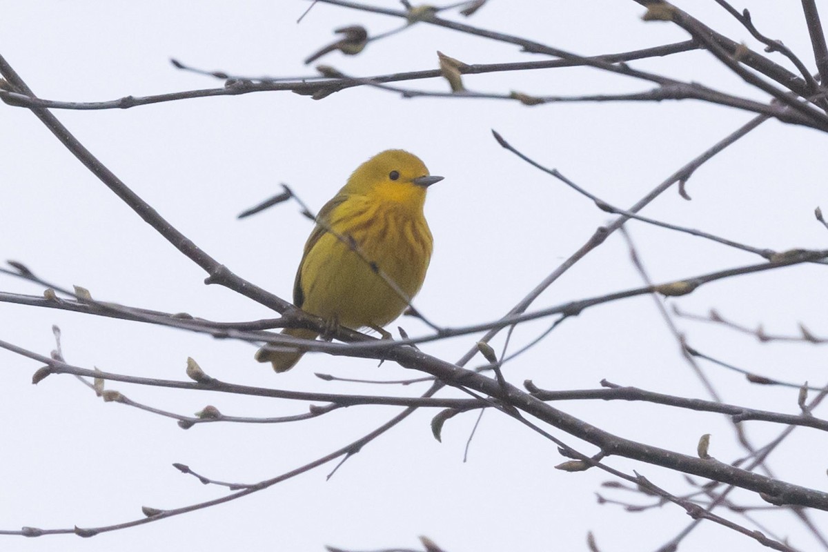 Yellow Warbler - Ethel Dempsey