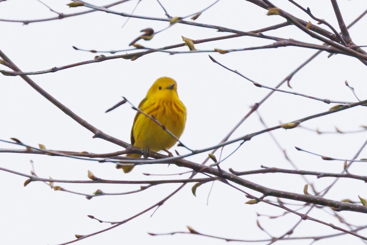 Yellow Warbler - Ethel Dempsey