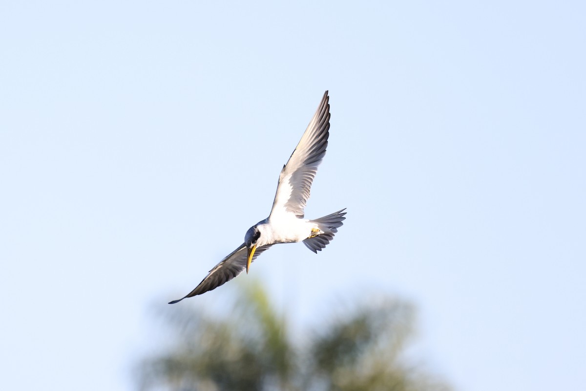 Large-billed Tern - Hubert Stelmach