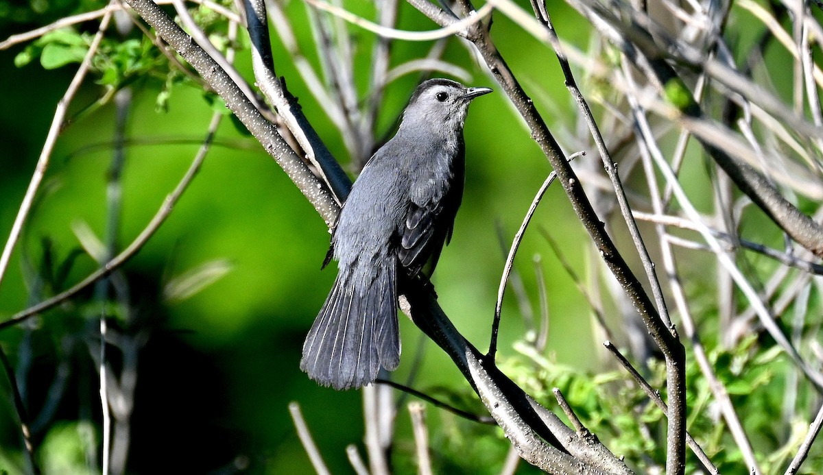 Gray Catbird - Tim Saylor