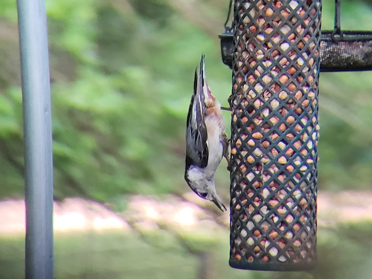 White-breasted Nuthatch - Michelle Spacek