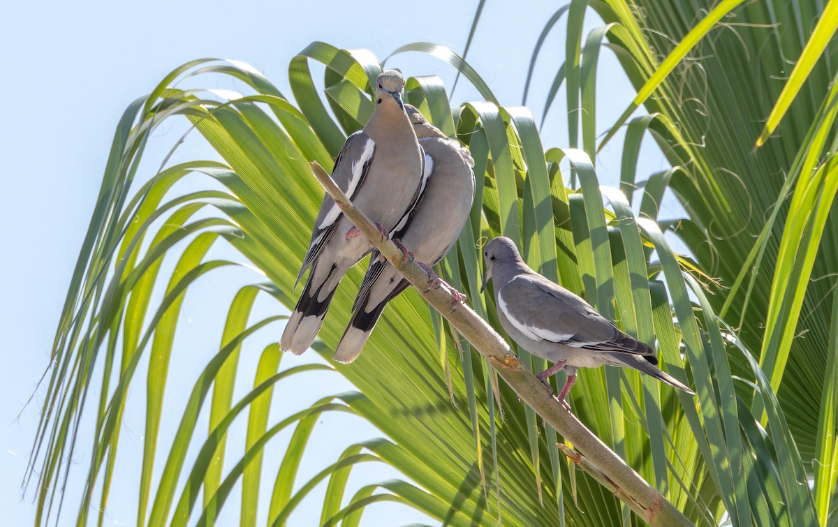 White-winged Dove - ML619530301