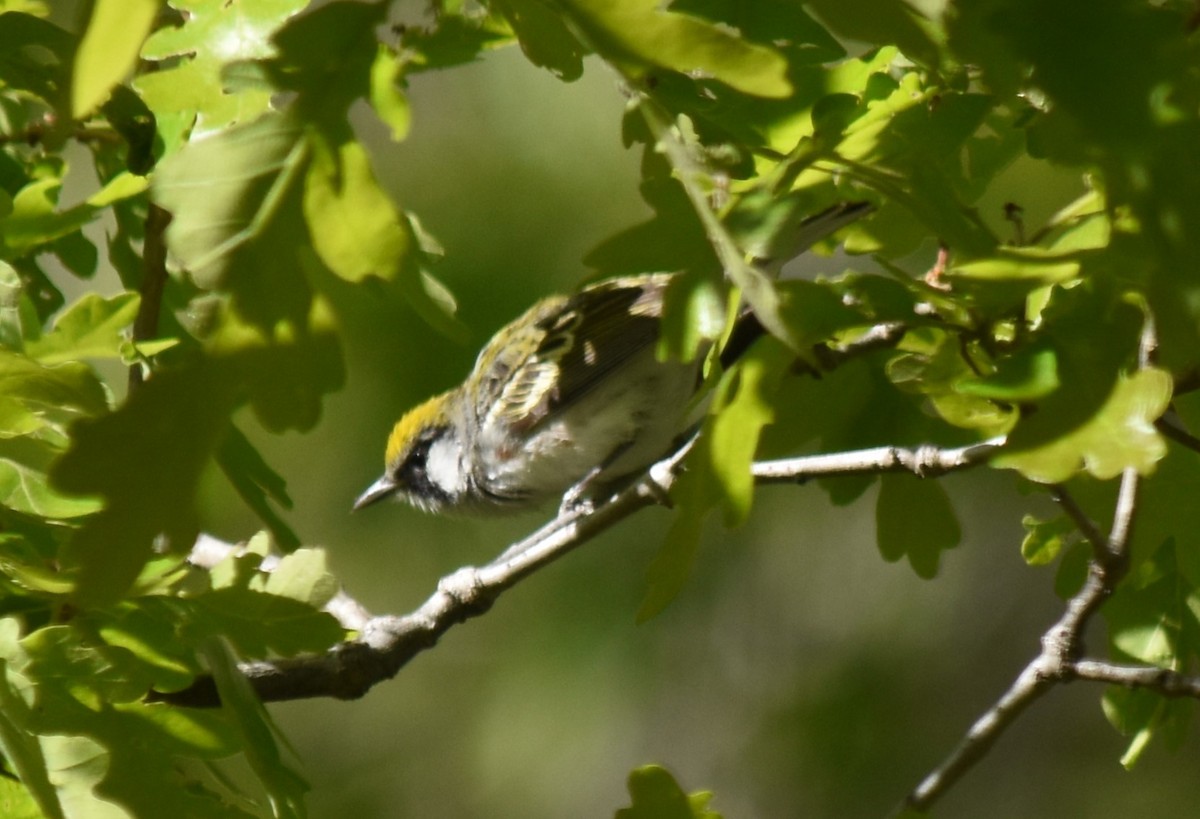 Chestnut-sided Warbler - Michael Smith