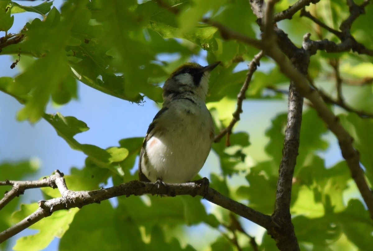 Chestnut-sided Warbler - Michael Smith