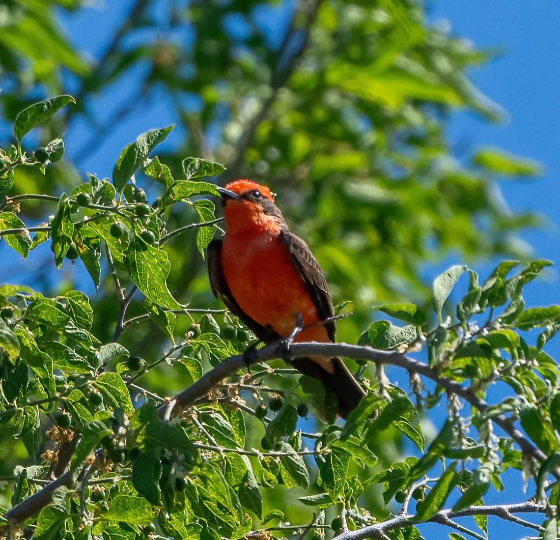 Vermilion Flycatcher - Eric Bodker