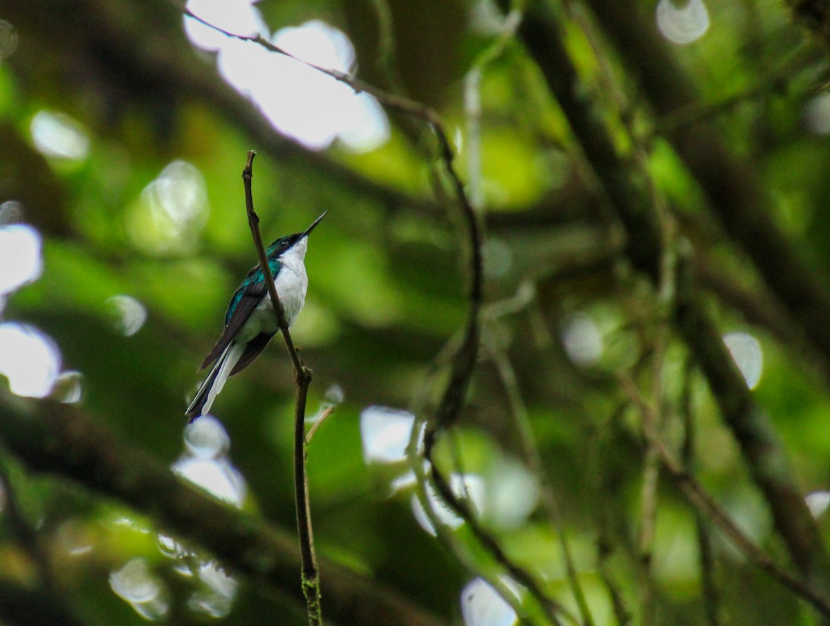 Purple-crowned Fairy - ML619530316