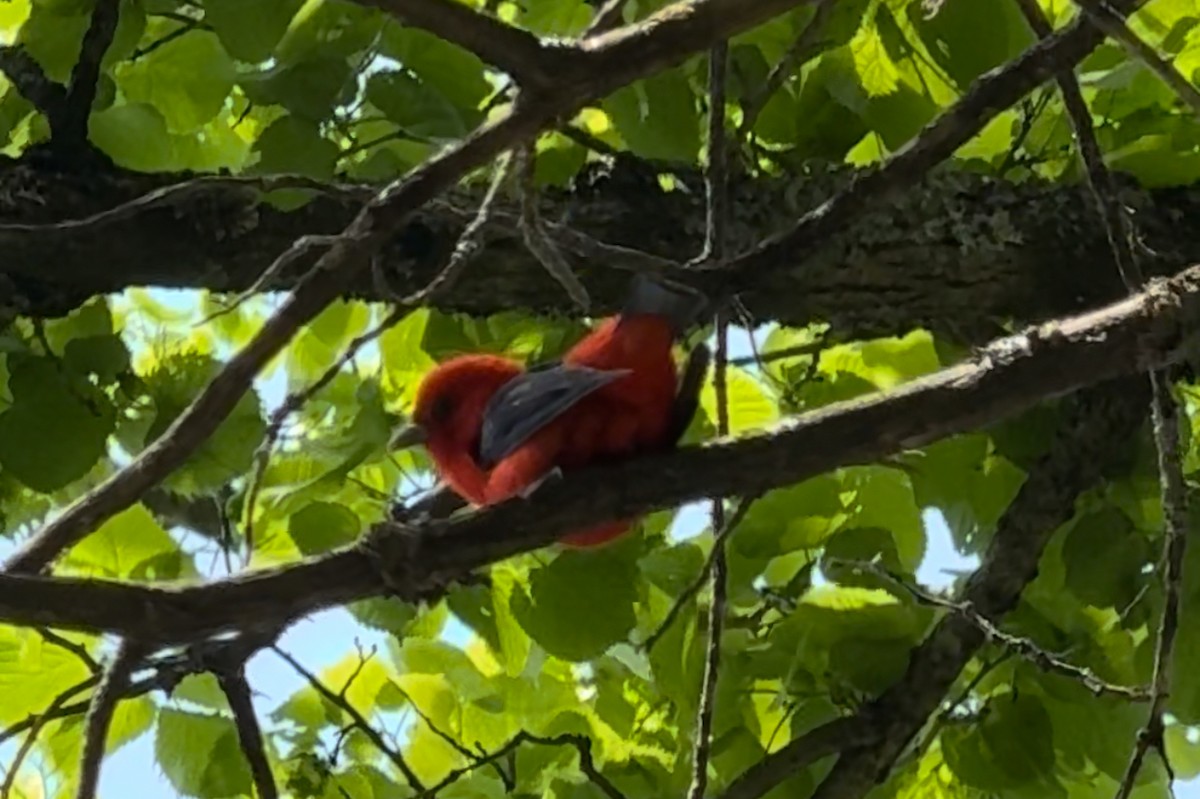 Scarlet Tanager - Laura F