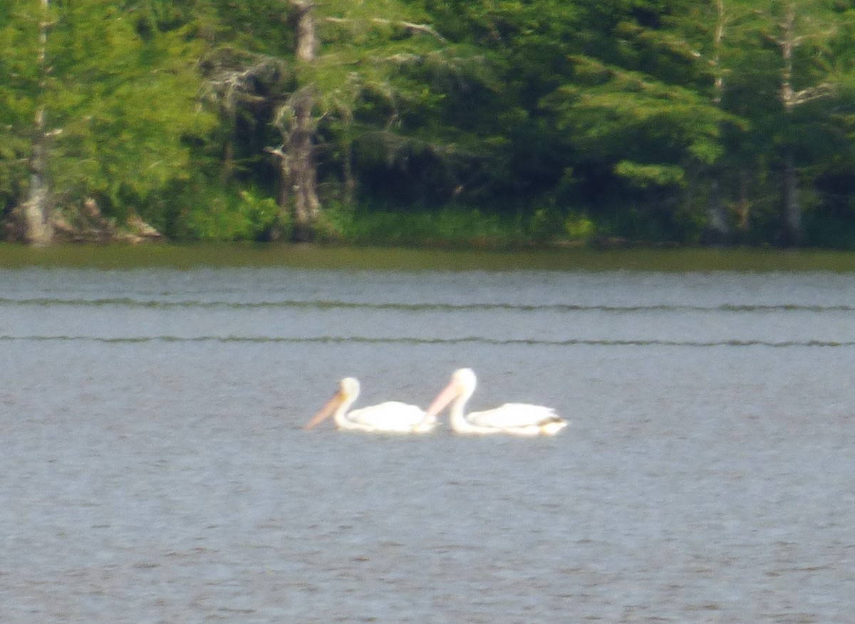 American White Pelican - Randy and Kathy White